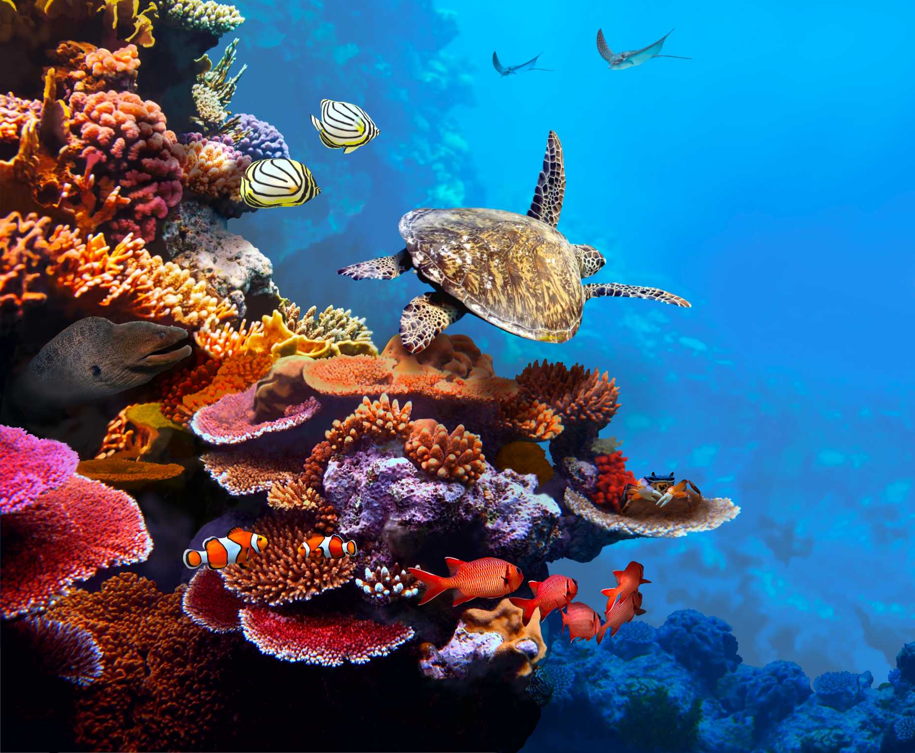 Vergrösserte Ansicht: Korallenriff